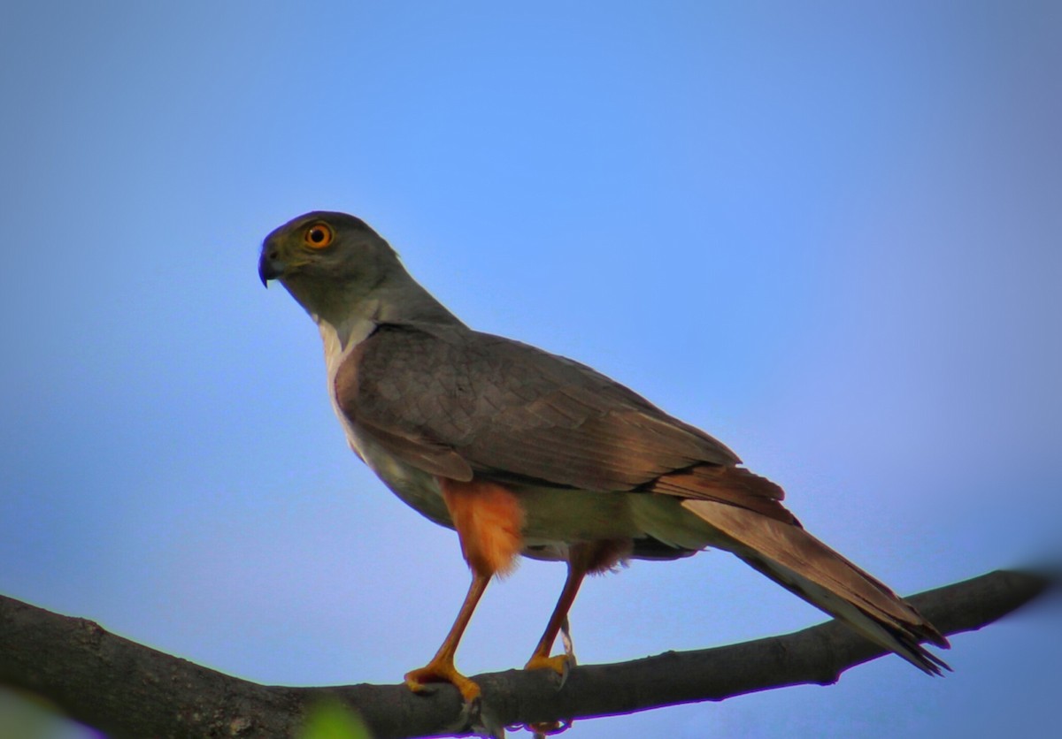 Bicolored Hawk - ML331247061