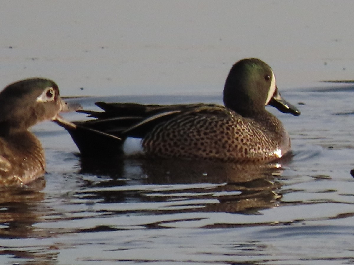 Blue-winged Teal - ML331247281