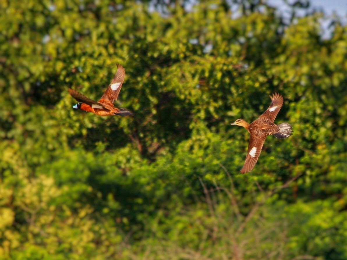 Masked Duck - ML331247341