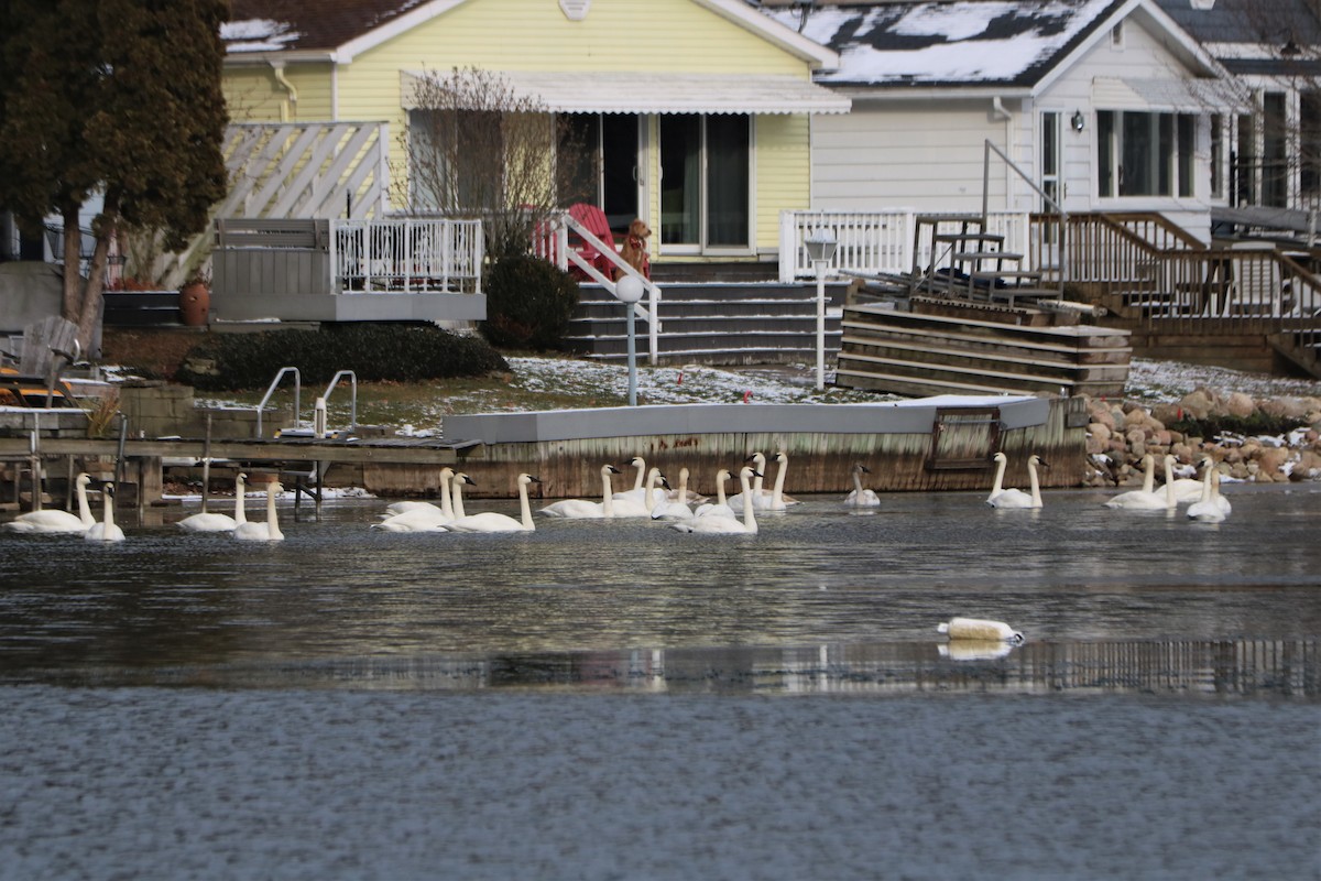 Trumpeter Swan - ML331247501