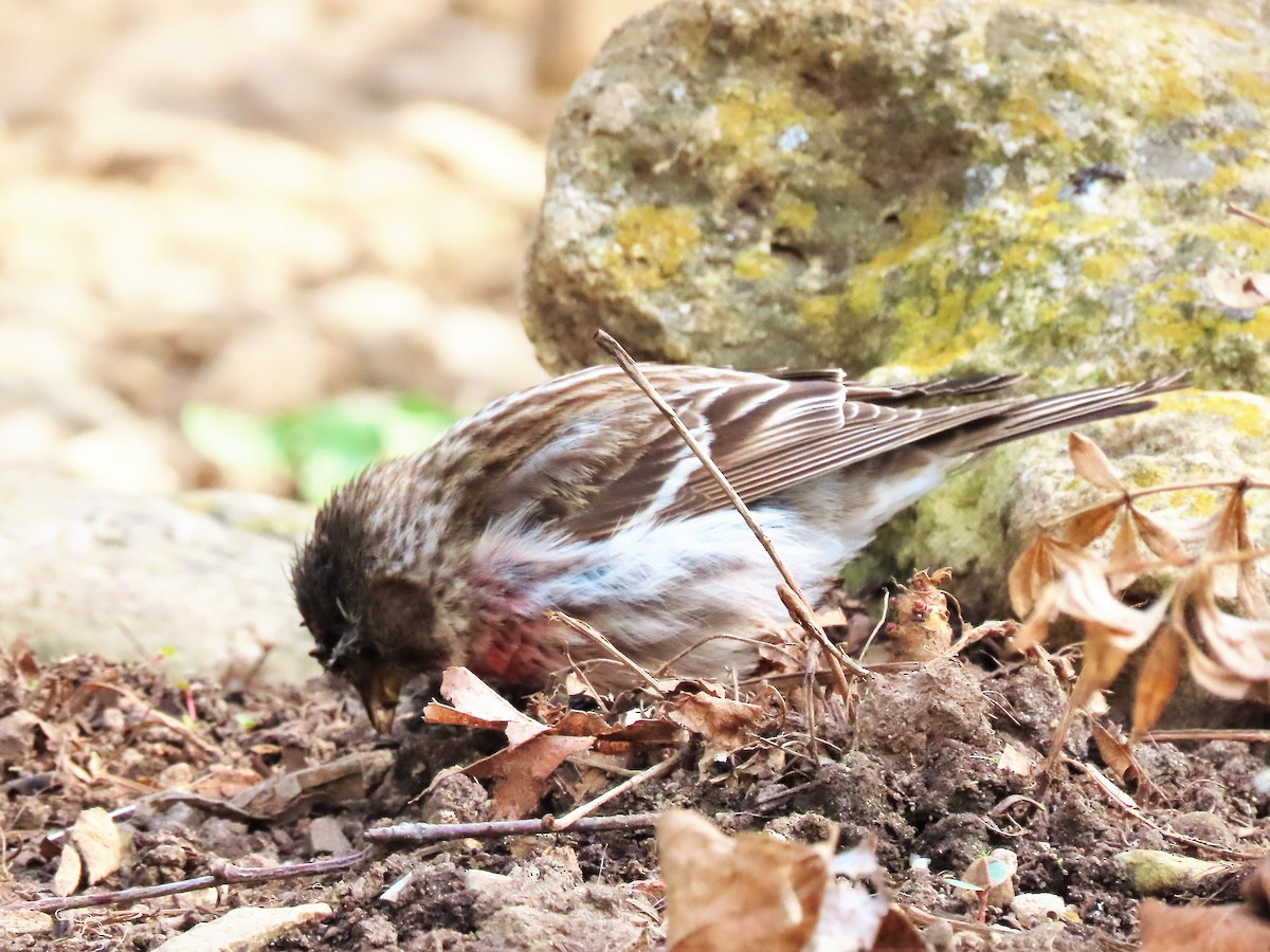 Redpoll (Common) - ML331247791