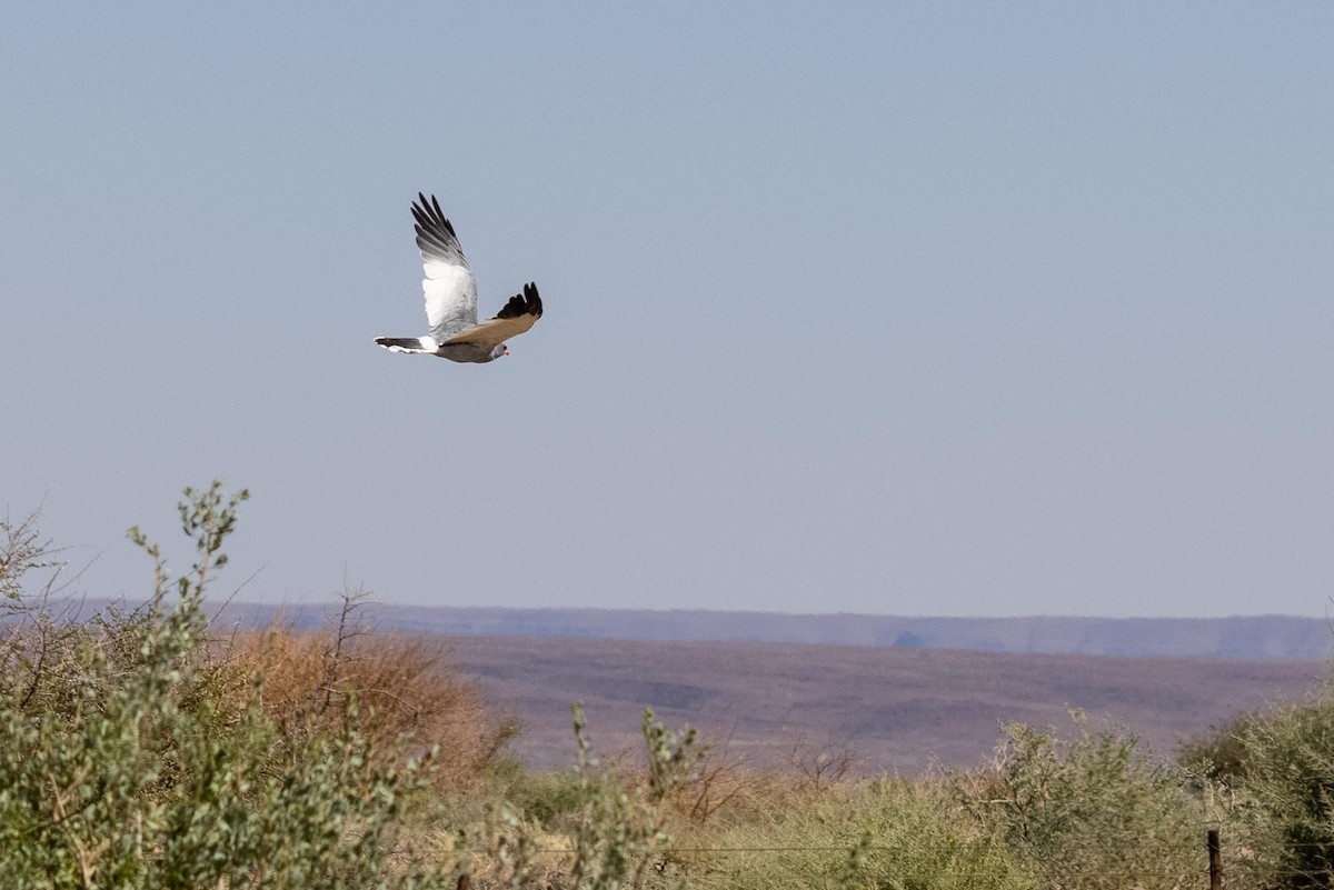 Pale Chanting-Goshawk - ML331248131