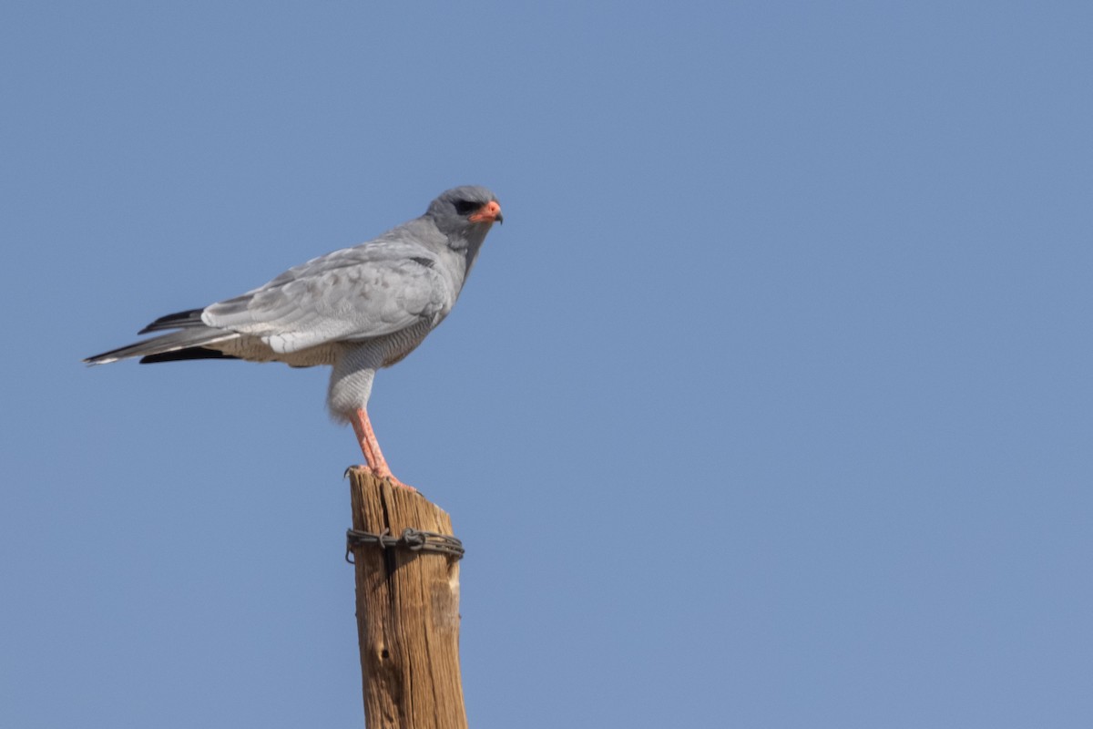 Pale Chanting-Goshawk - ML331248151