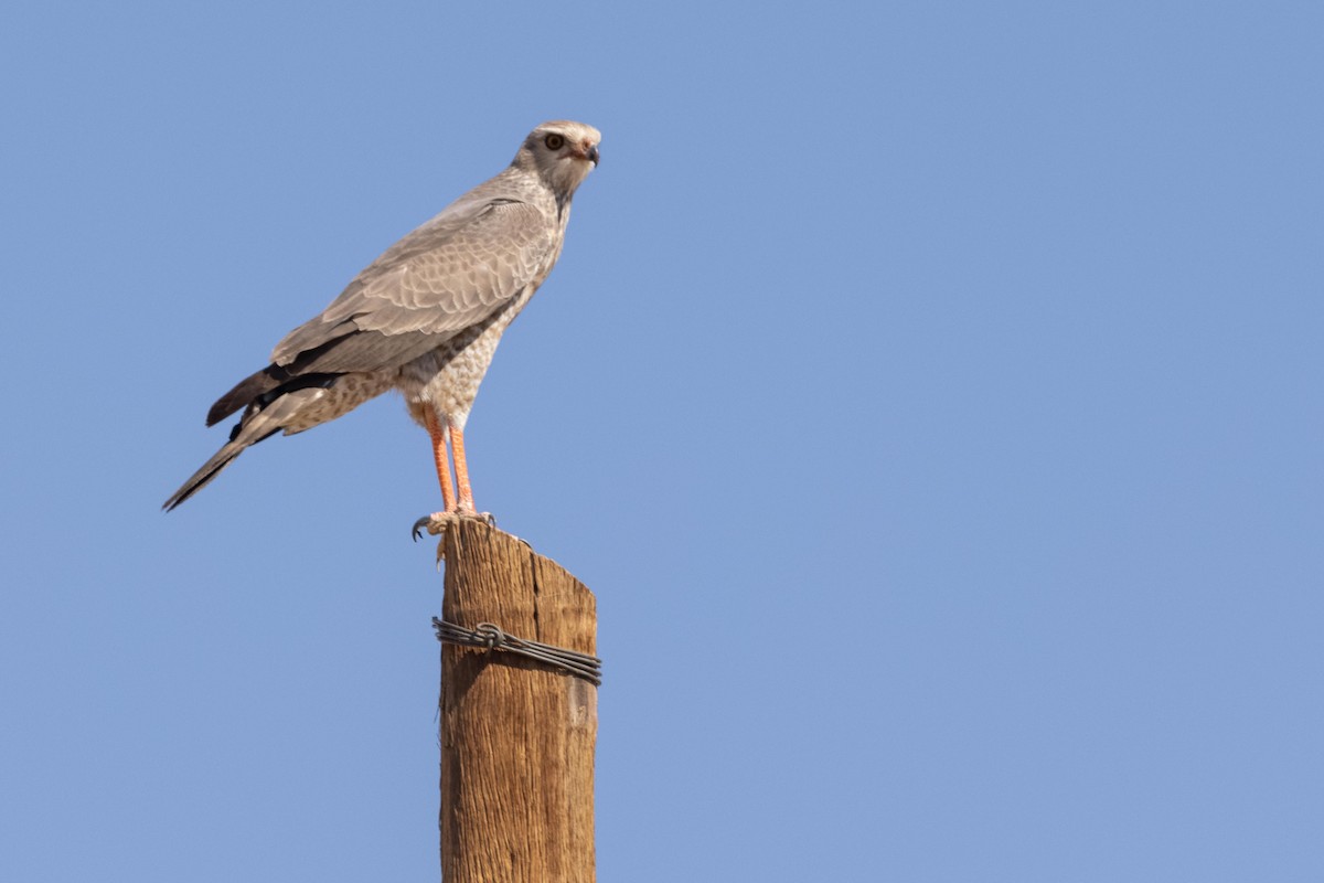 Pale Chanting-Goshawk - ML331248161