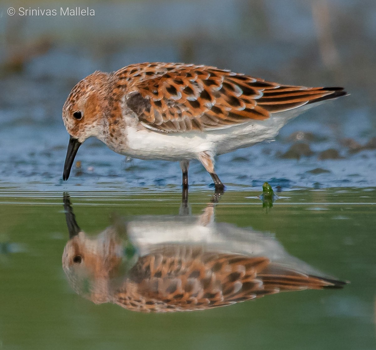 Little Stint - ML331248661