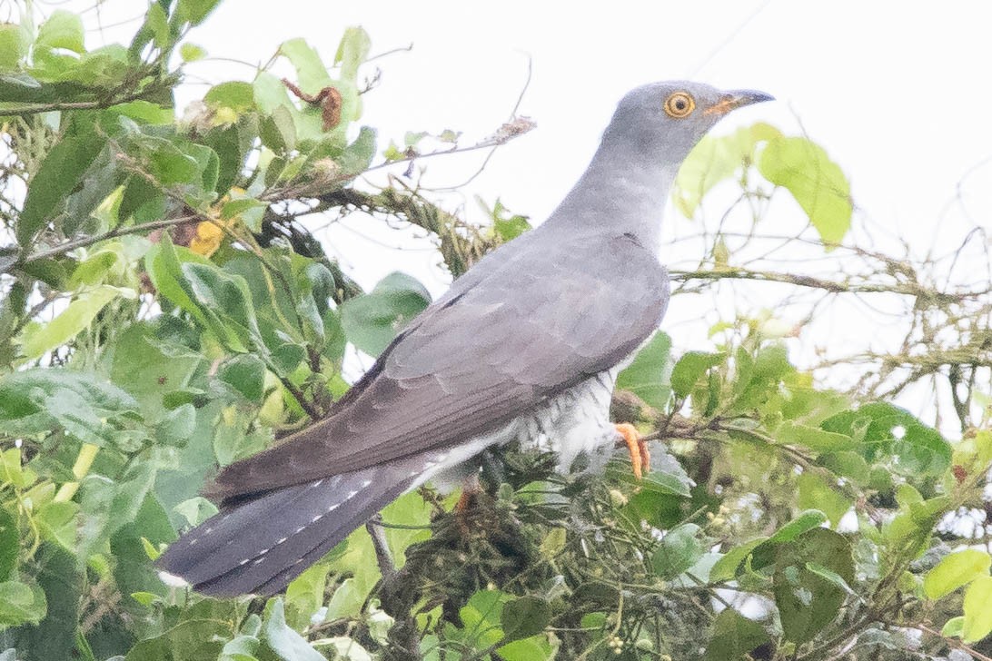 Common Cuckoo - ML331249231