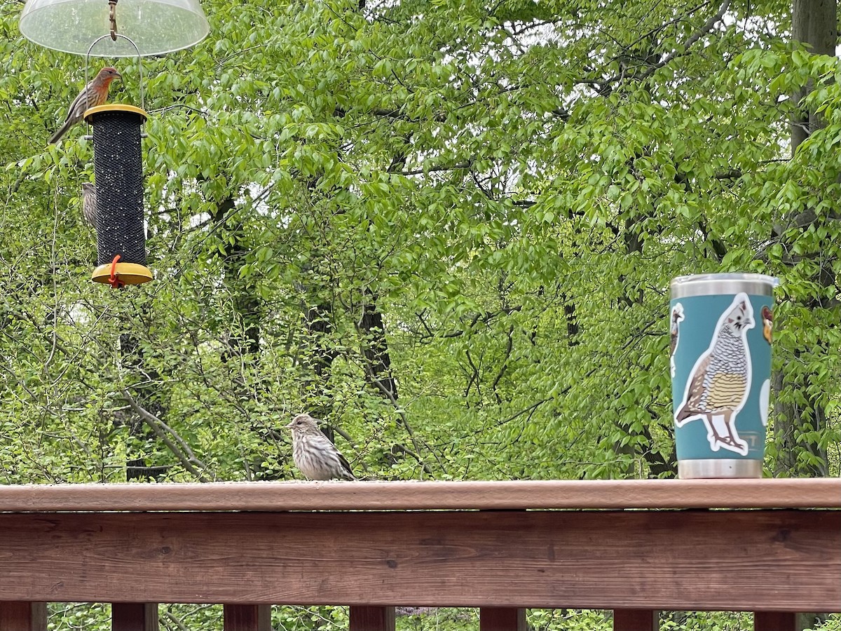 Pine Siskin - ML331250271