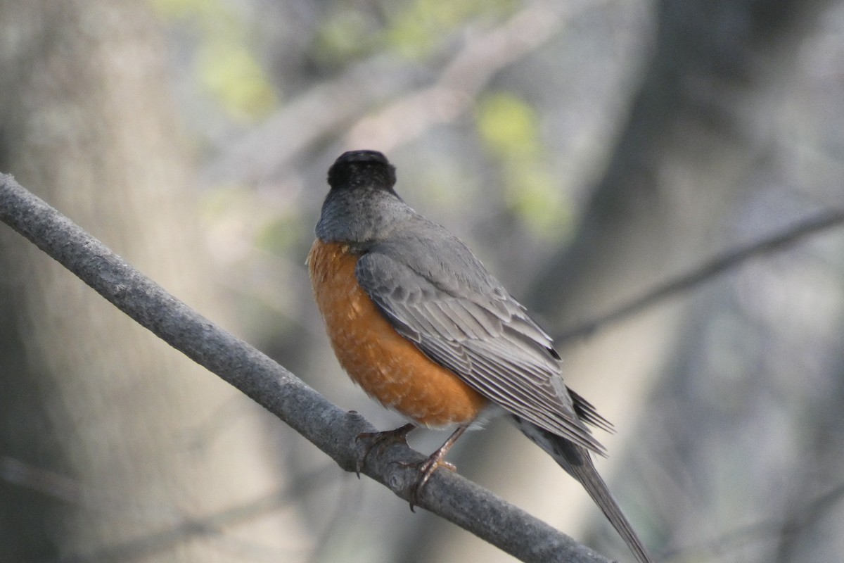 American Robin - ML331251001