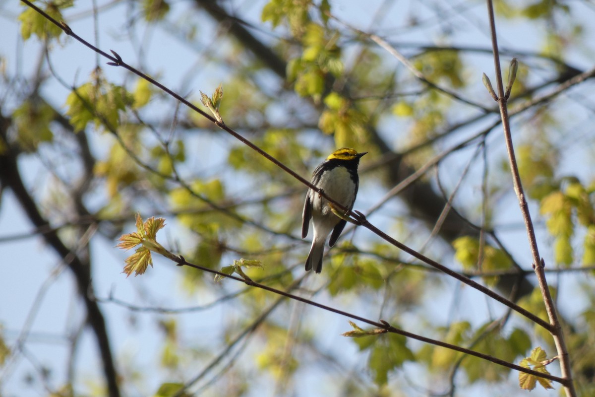 Black-throated Green Warbler - ML331251051