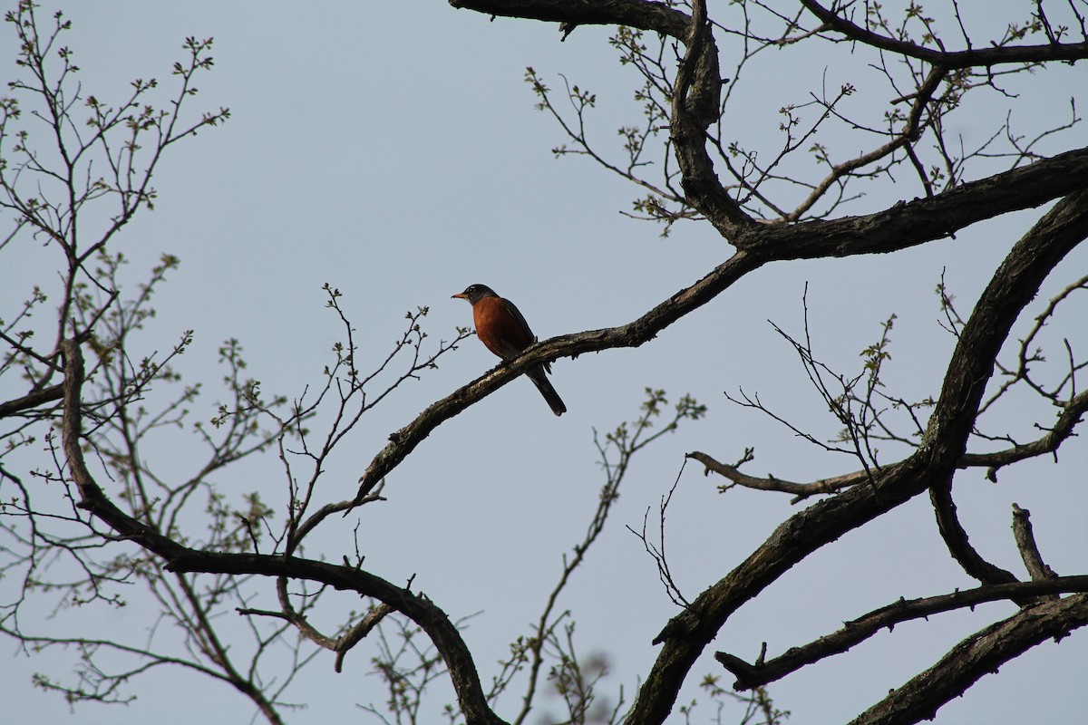 American Robin - ML331251251