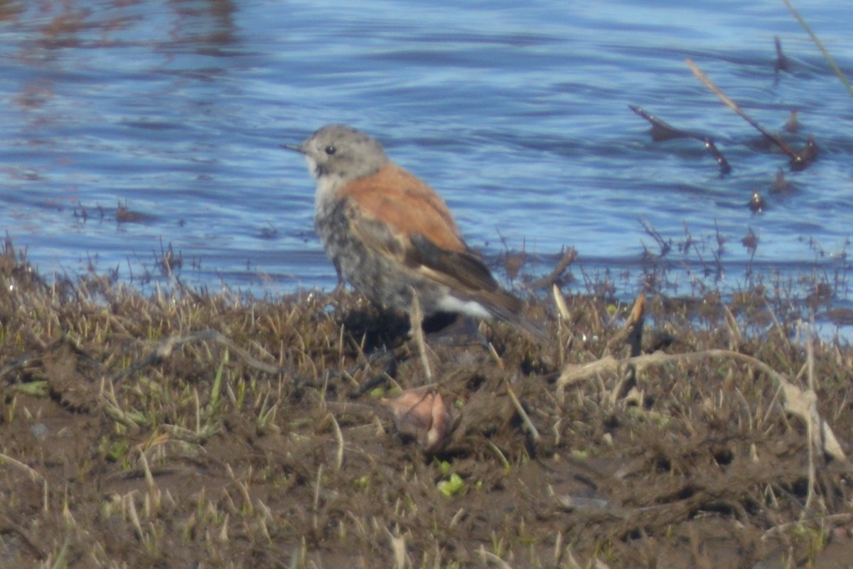 Austral/Andean Negrito - ML33125131