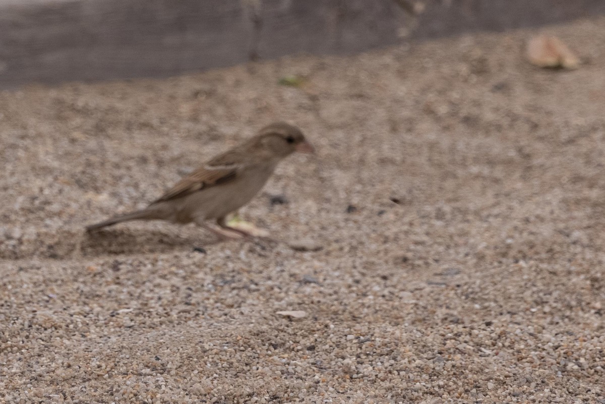 Southern Gray-headed Sparrow - ML331251661