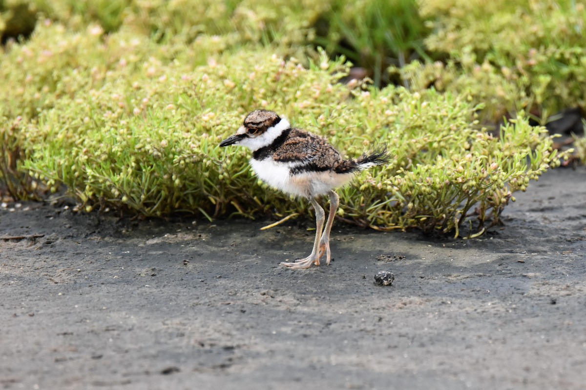 Killdeer - Jeff Sexton