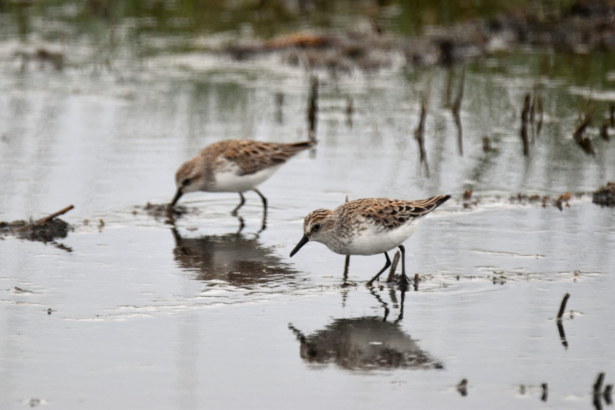 Semipalmated Sandpiper - Jeff Sexton