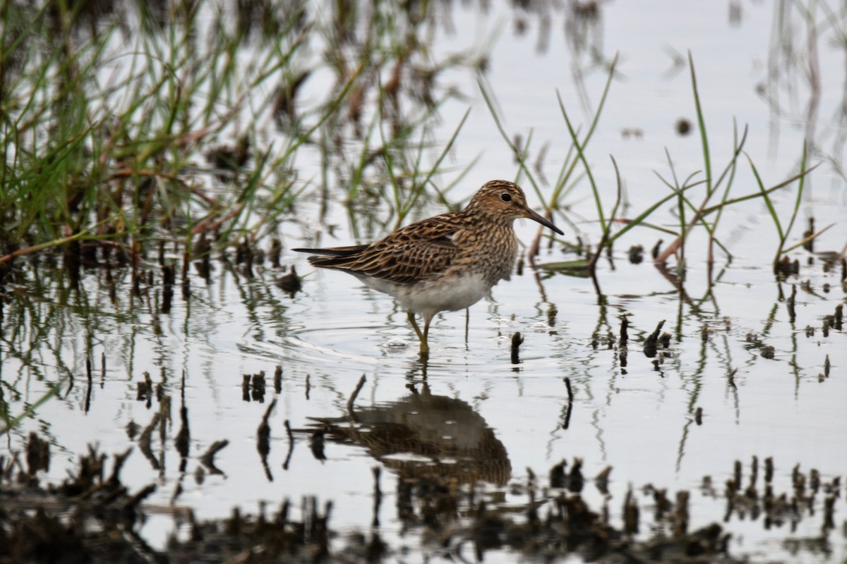 Bécasseau à poitrine cendrée - ML331253881