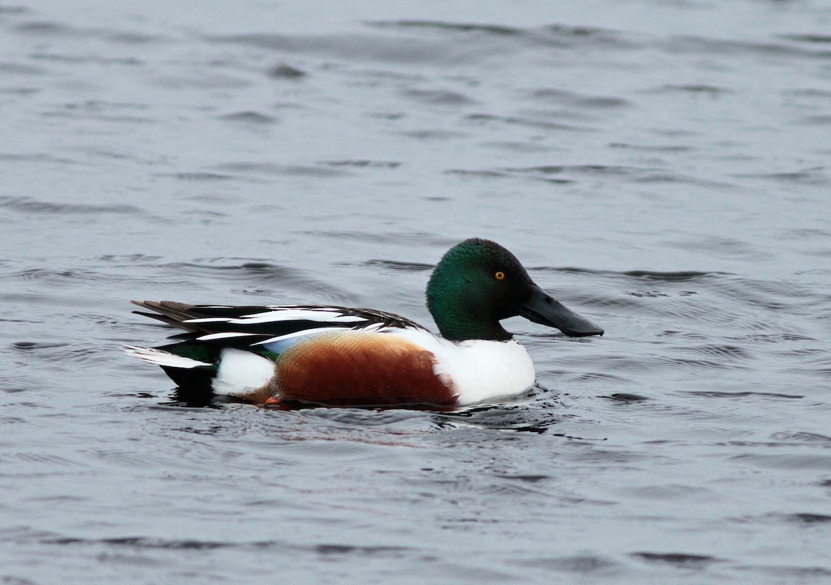 Northern Shoveler - ML331253931