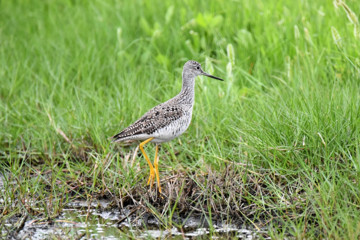 Greater Yellowlegs - ML331253961