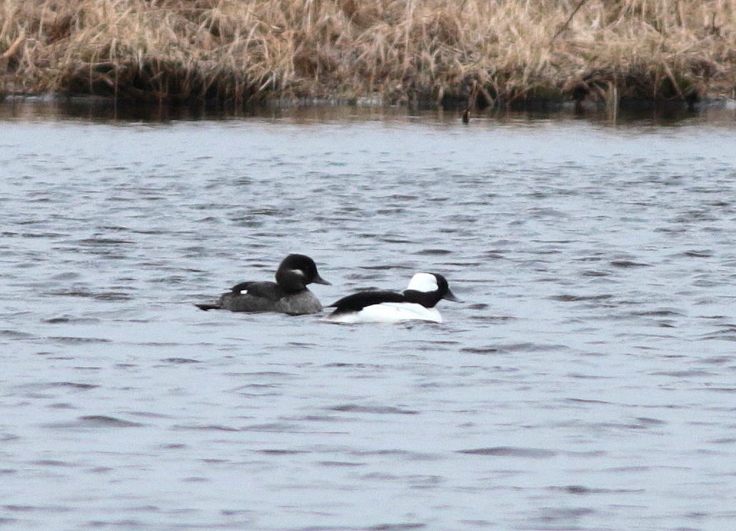 Bufflehead - ML331253991