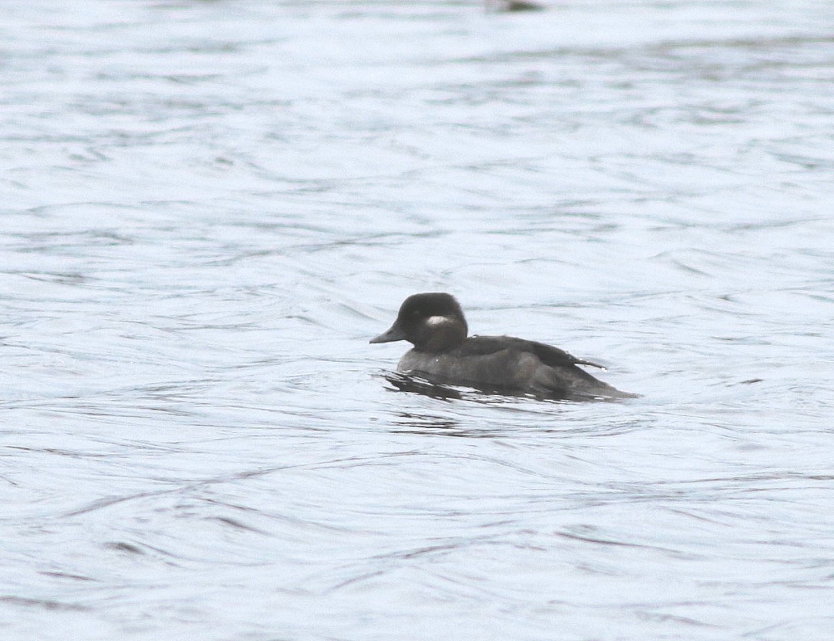 Bufflehead - John & Ivy  Gibbons