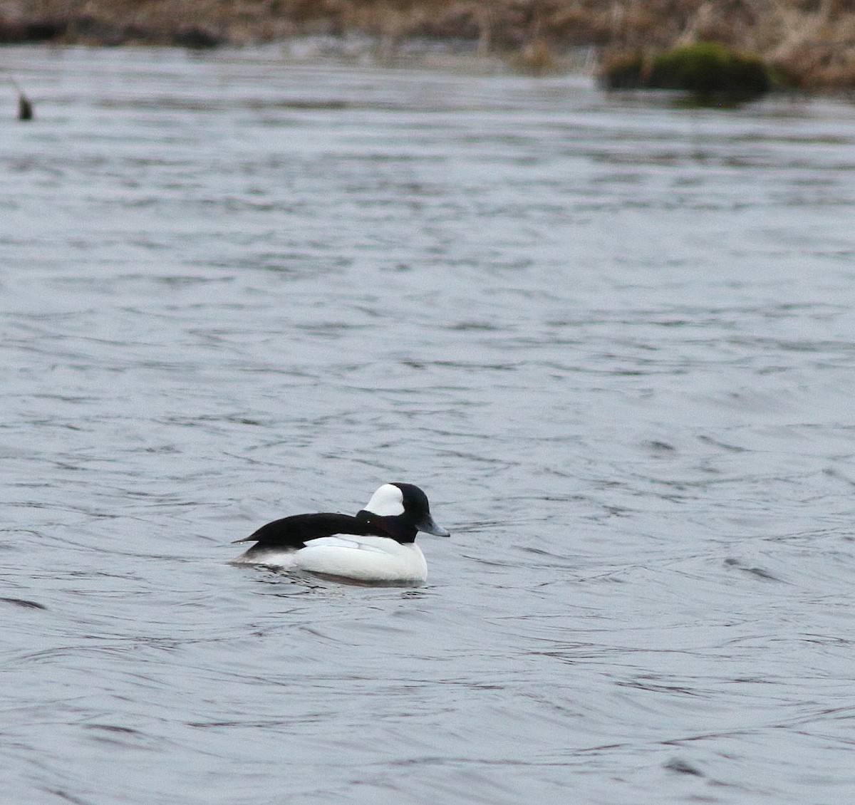 Bufflehead - ML331254321