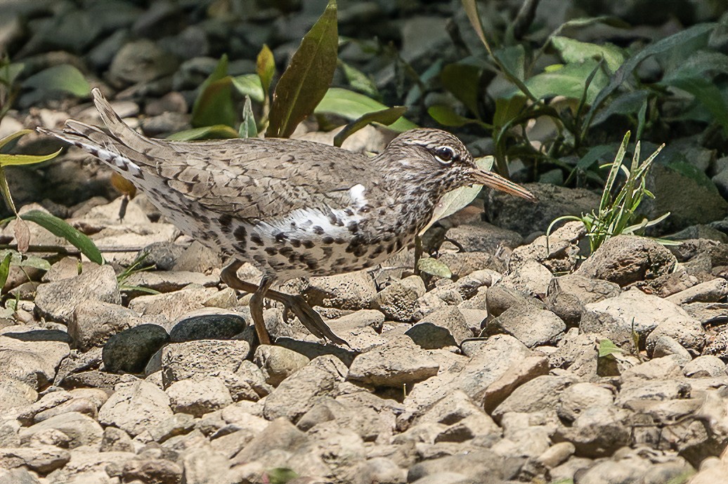 Spotted Sandpiper - Bill Wood