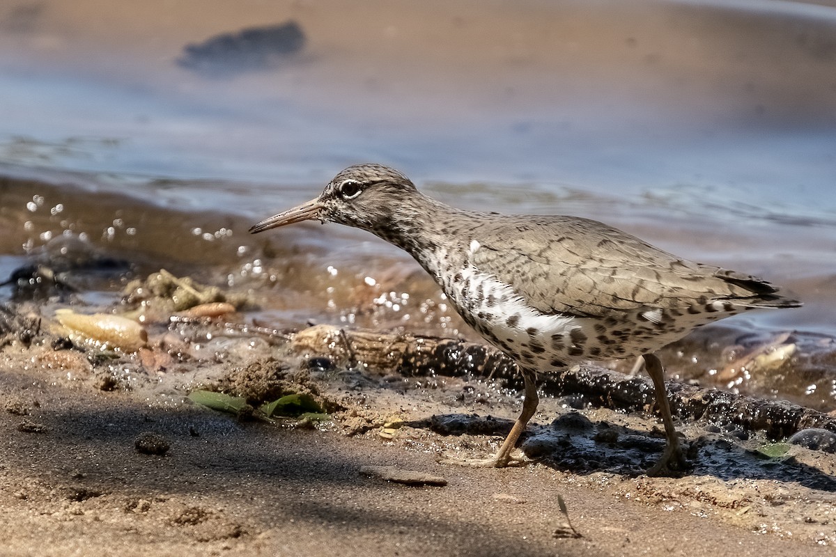 Spotted Sandpiper - Bill Wood