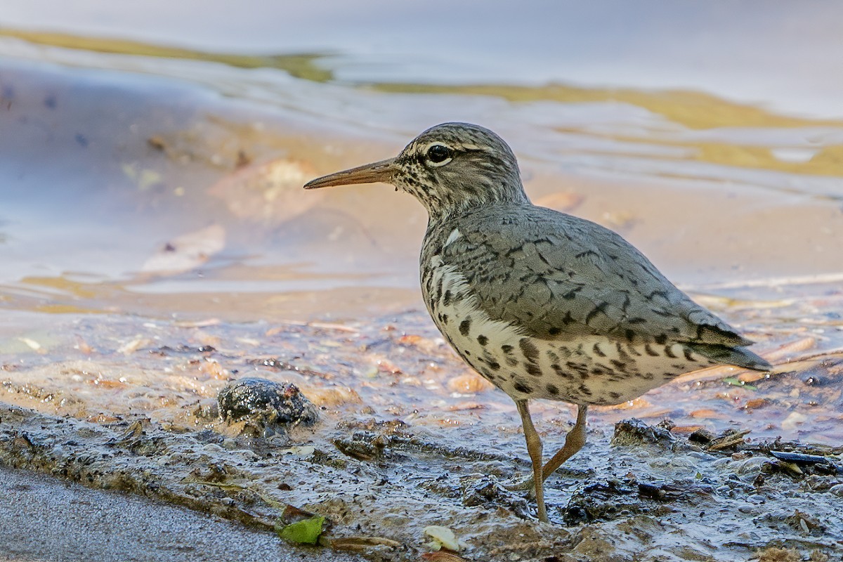 Spotted Sandpiper - Bill Wood