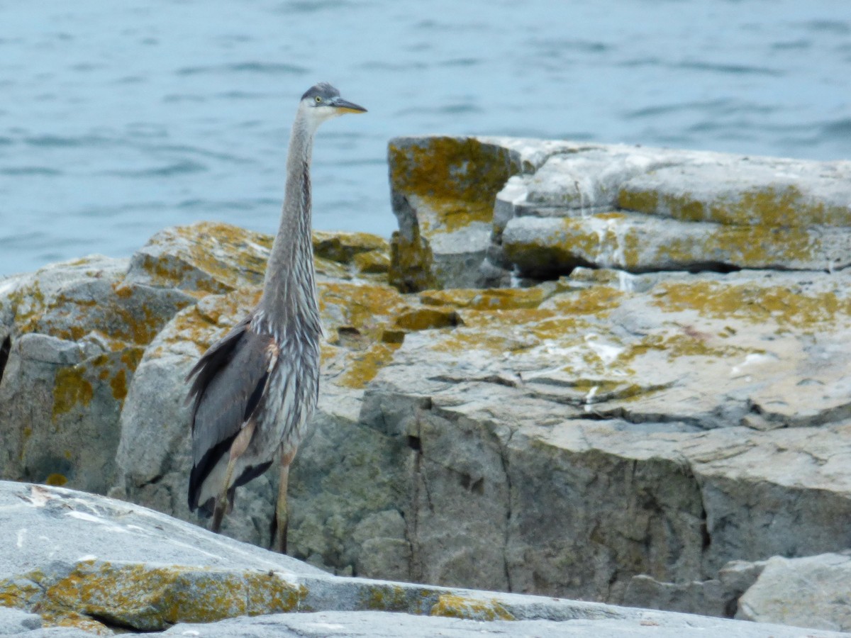 Great Blue Heron - Angelika Aleksieva