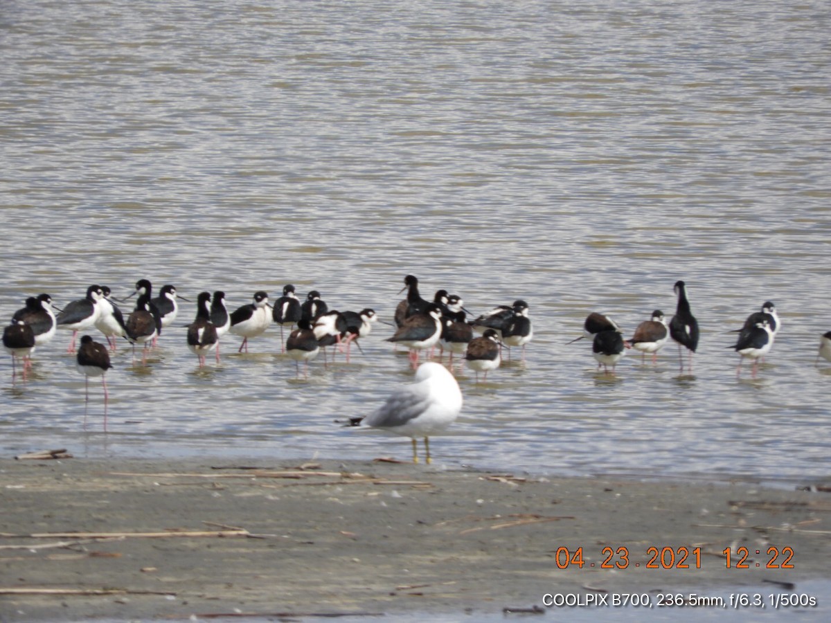 Black-necked Stilt - ML331260071