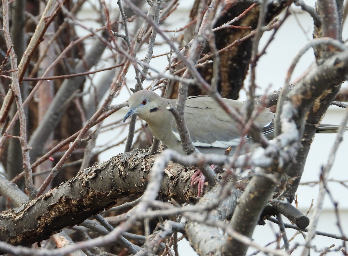 White-winged Dove - ML331264401