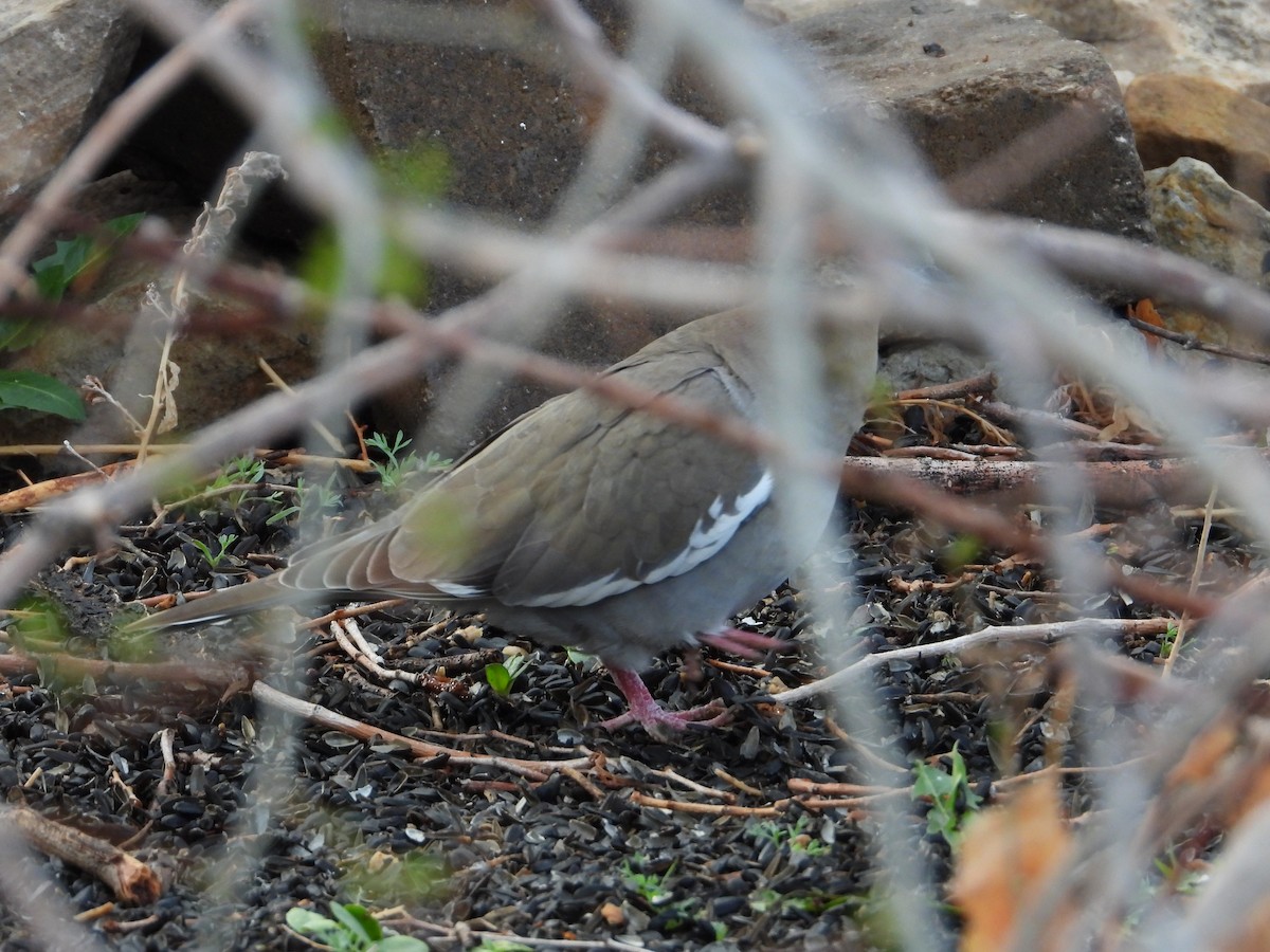 White-winged Dove - ML331264641