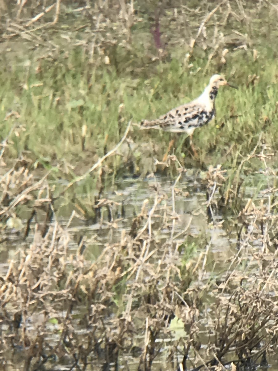 jespák bojovný - ML331265001