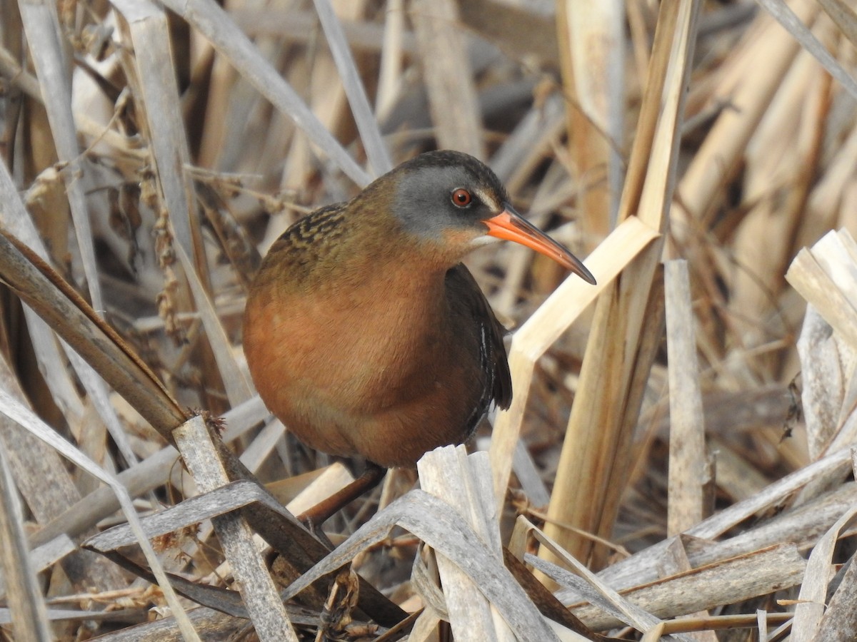 Virginia Rail - ML331265971