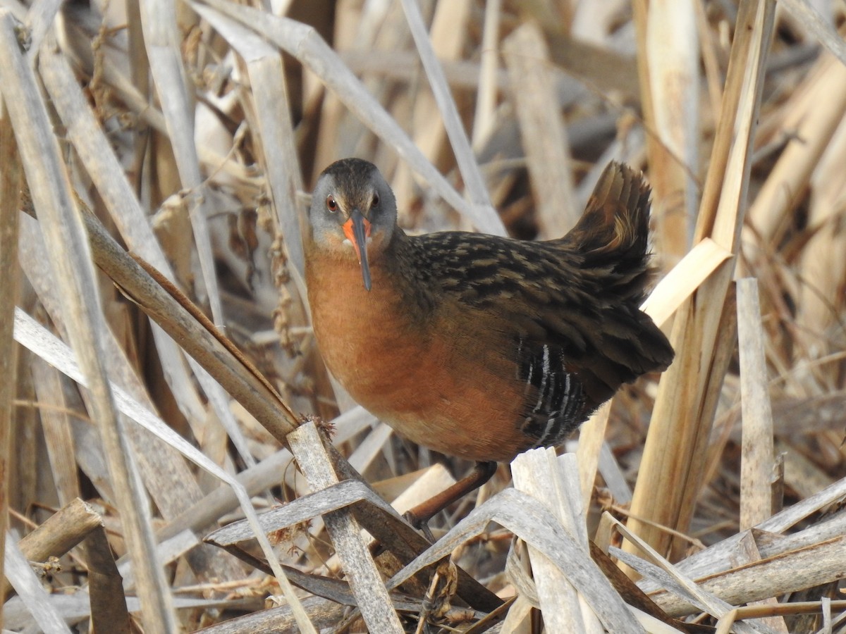 Virginia Rail - ML331266021