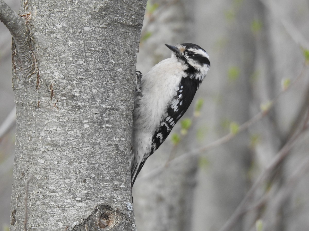 Downy Woodpecker - ML331266131