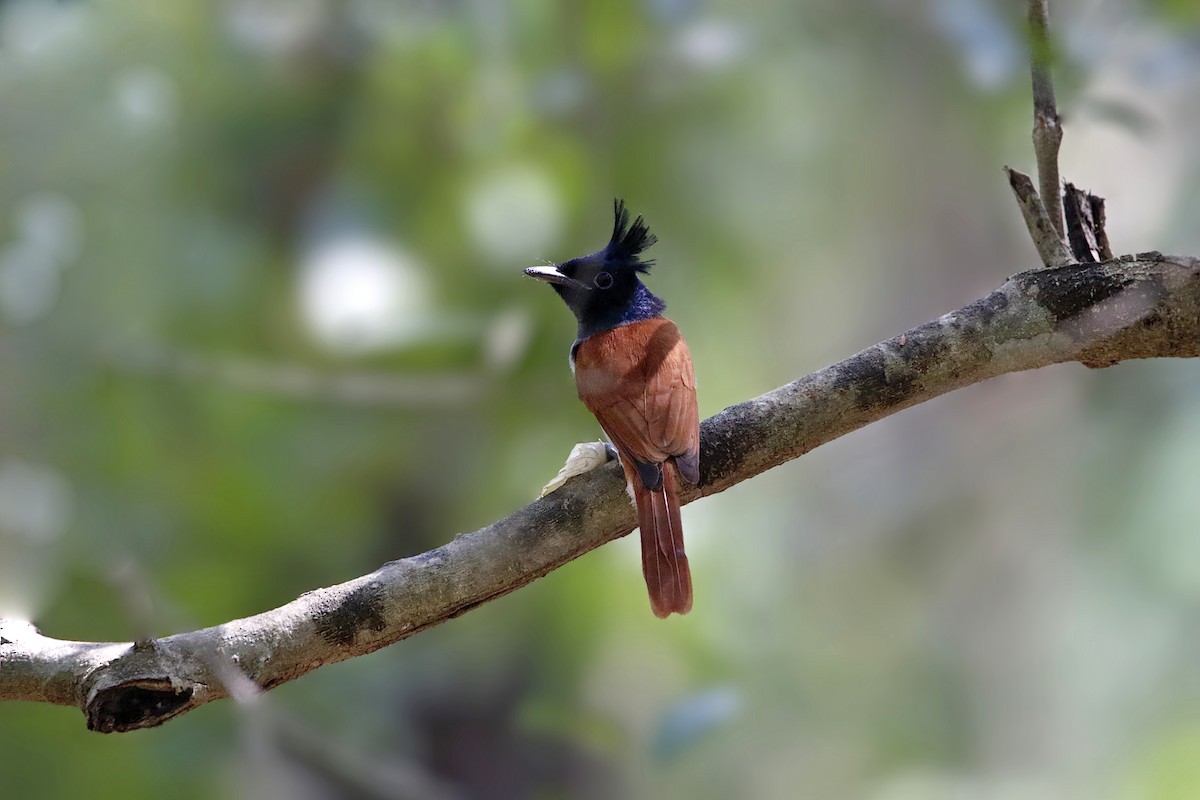 Indian Paradise-Flycatcher - ML331266411