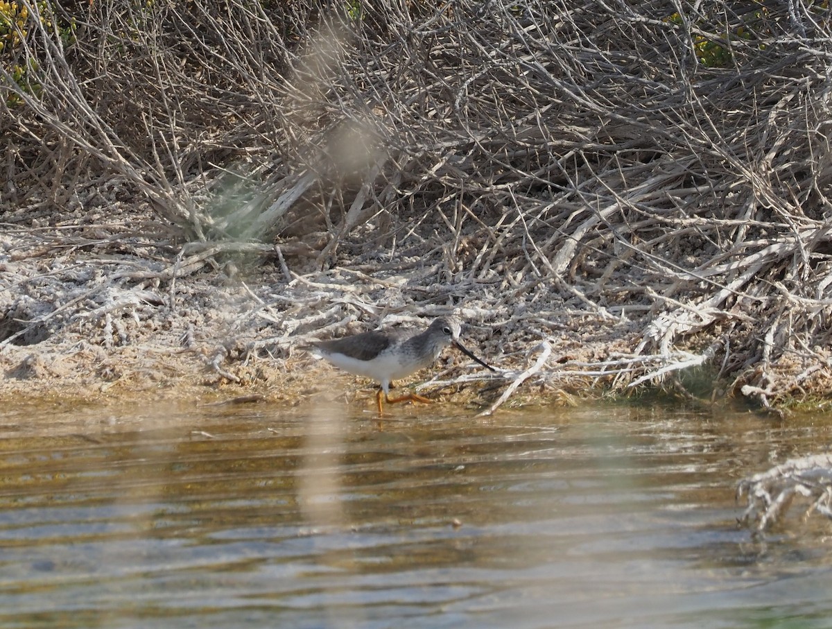 Terek Sandpiper - ML331266601