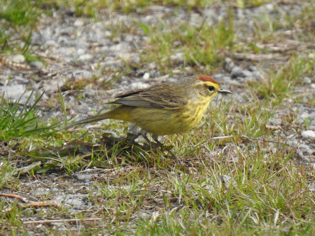 Palm Warbler - ML331266701