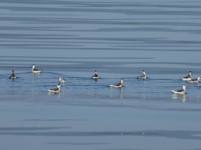 Red-necked Phalarope - ML33127081