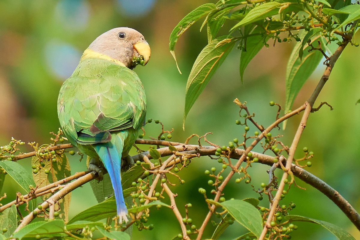 Plum-headed Parakeet - ML331270811