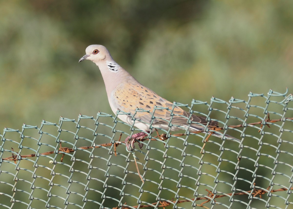 European Turtle-Dove - ML331271191