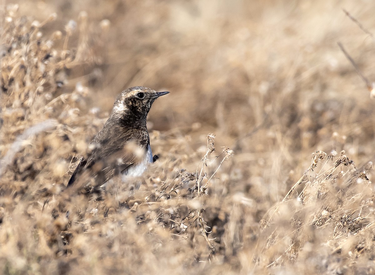 Pied Wheatear - ML331271381