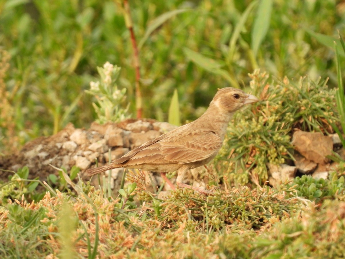 Ashy-crowned Sparrow-Lark - ML331274291