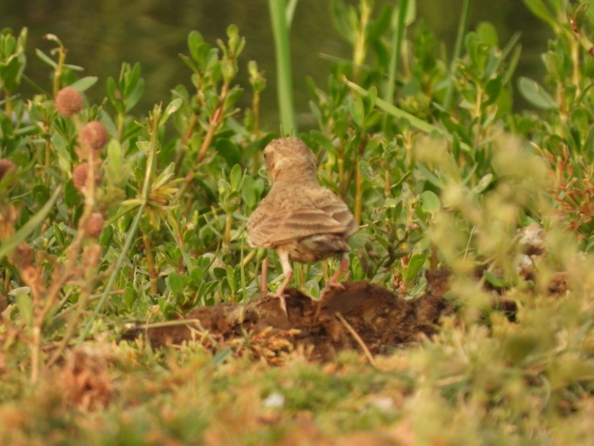 Ashy-crowned Sparrow-Lark - ML331274301