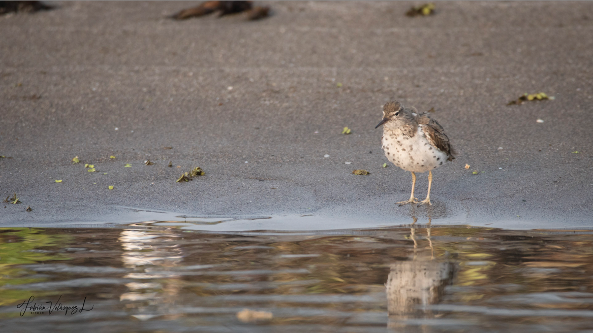 Spotted Sandpiper - Fabian Velasquez Lopez