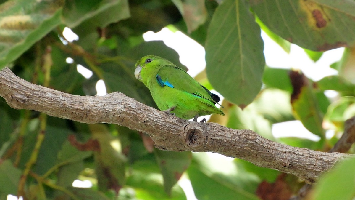 Mexican Parrotlet - Joel Trick