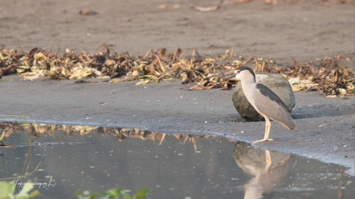 Black-crowned Night Heron - ML331275881