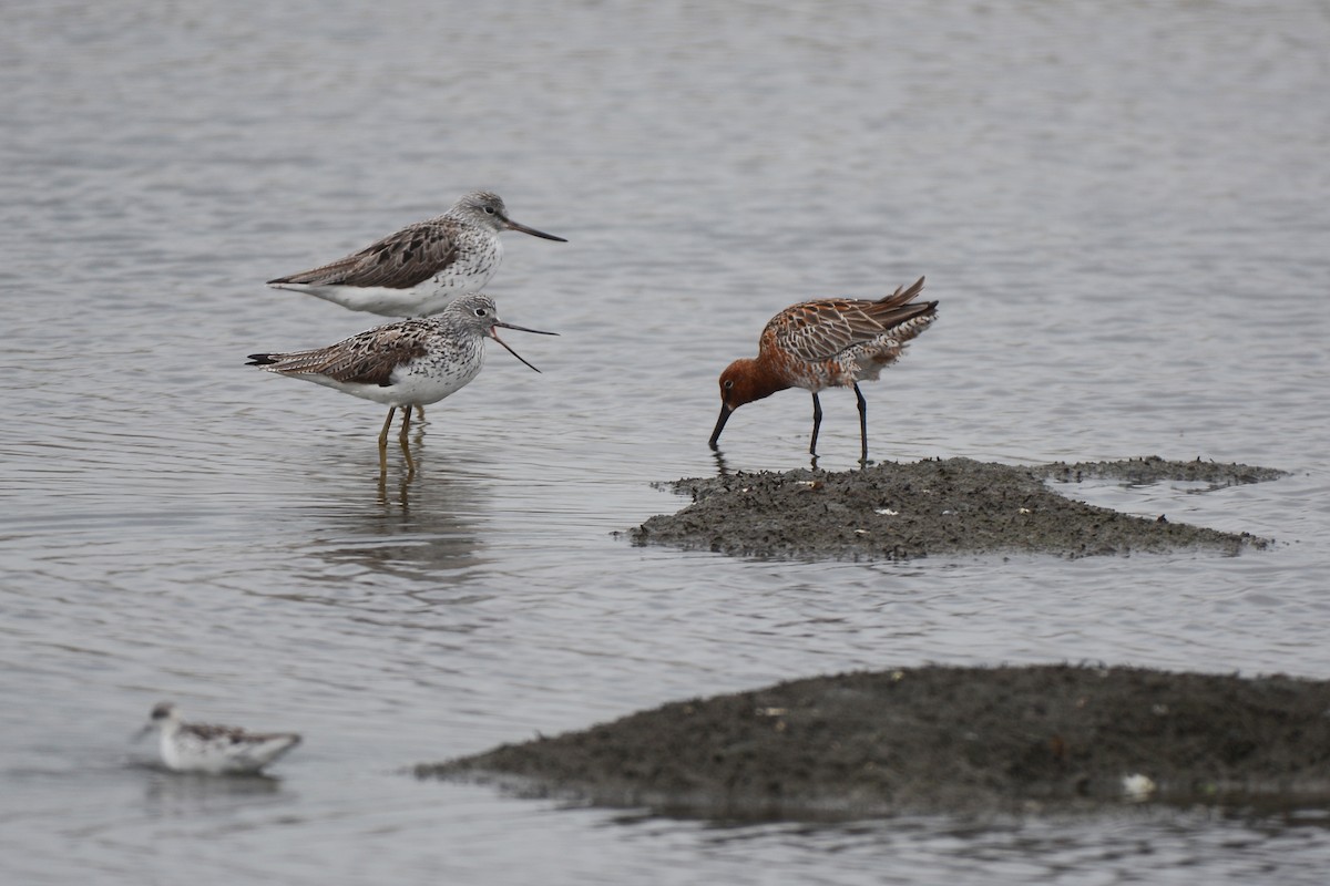 Asian Dowitcher - ML331276331