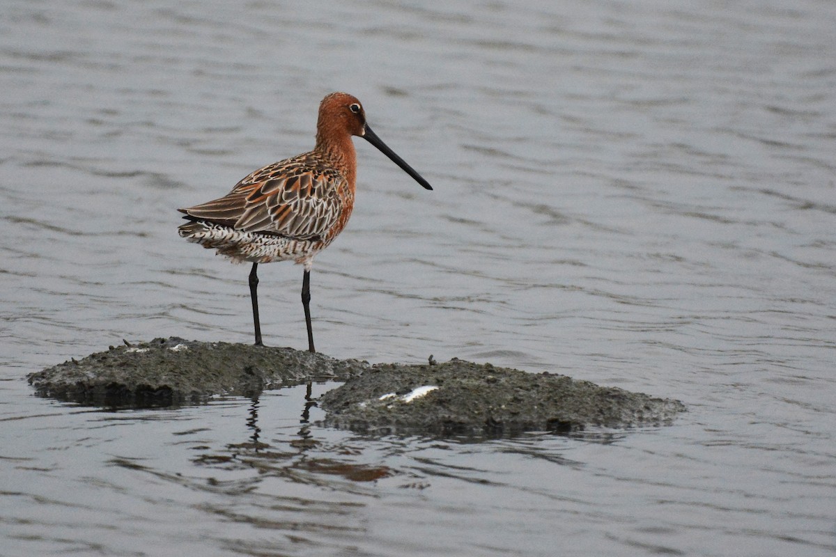 Asian Dowitcher - ML331276351