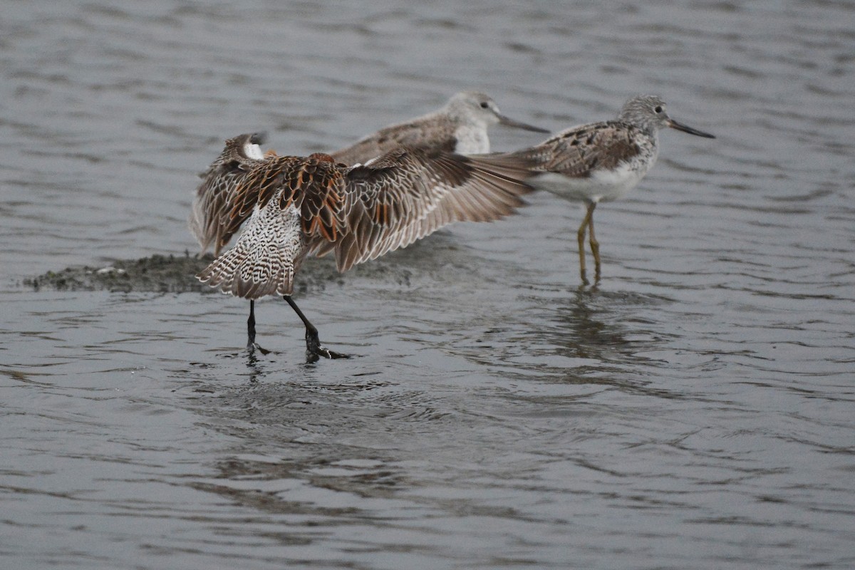 Asian Dowitcher - ML331276361